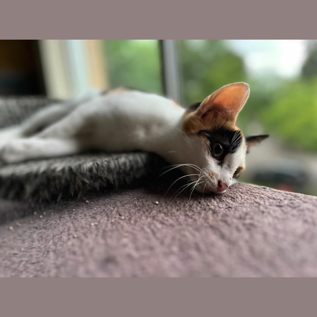 Photo of Calico   Trixie