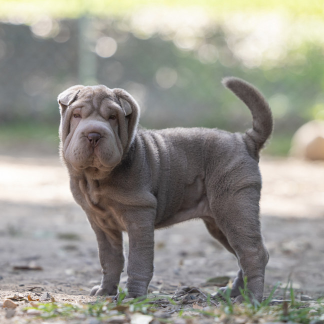 Photo of Olive