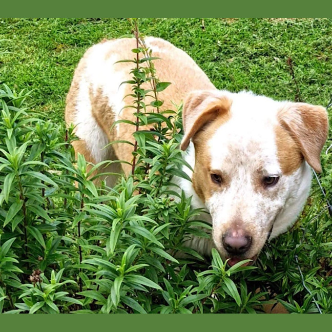 Photo of Bear
