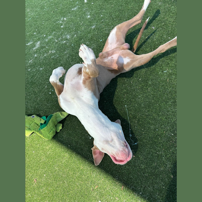 Photo of Ferb Imp 2120