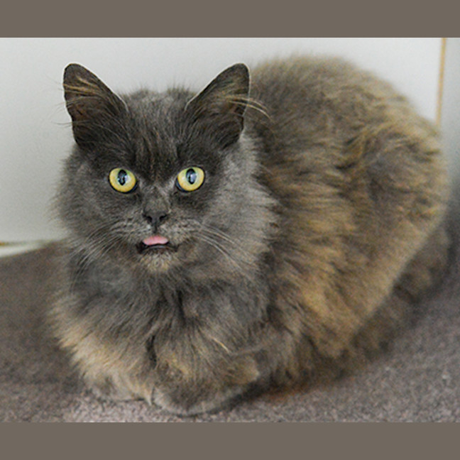 Photo of Freya