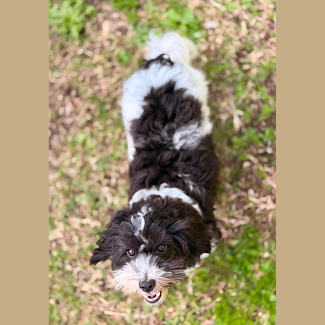 Photo of Snoopy