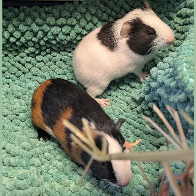 Photo of Tonks 