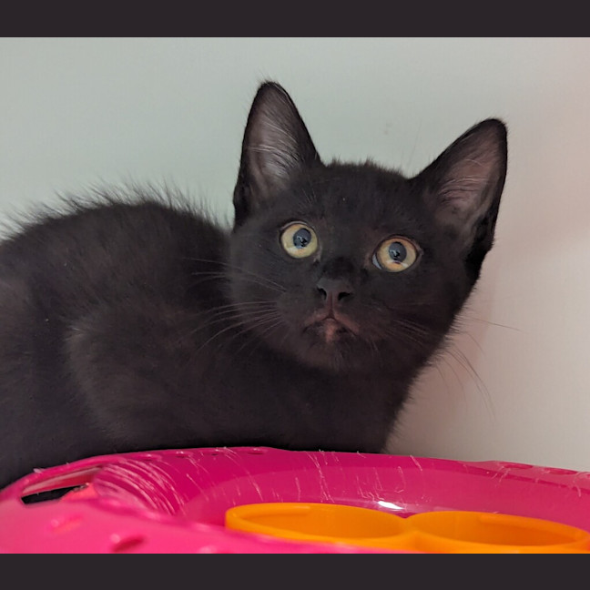 Photo of Binx