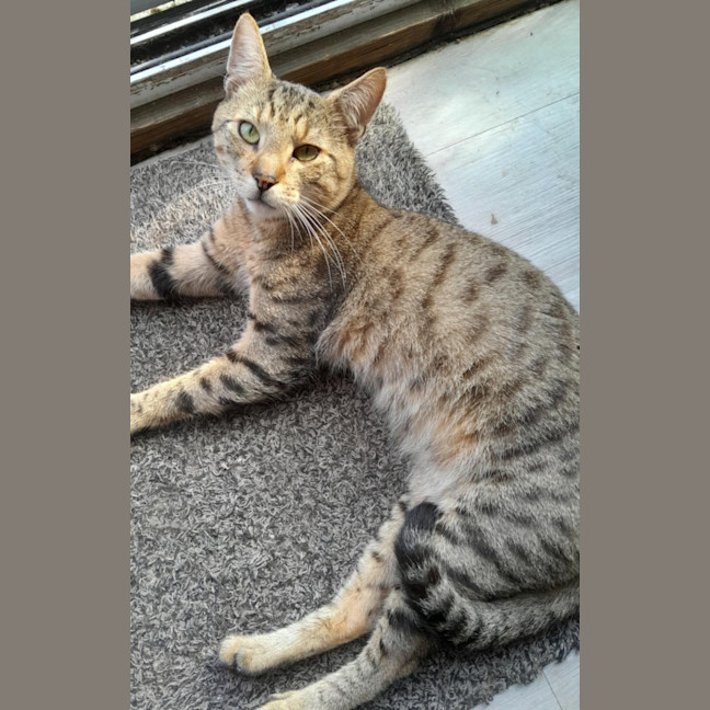 Photo of Pickles   2 Year Old Domestic Shorthair