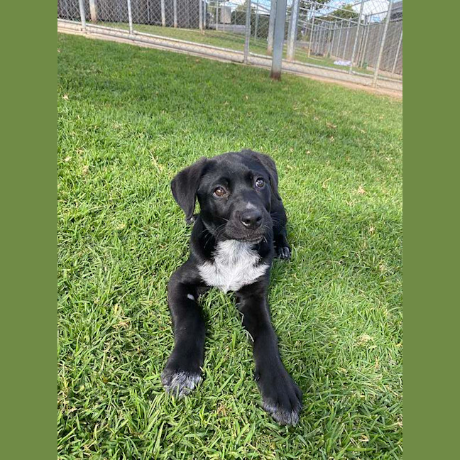 Photo of Buttercup
