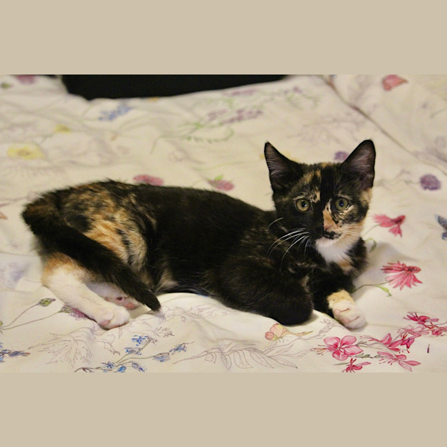 Photo of Vixen
