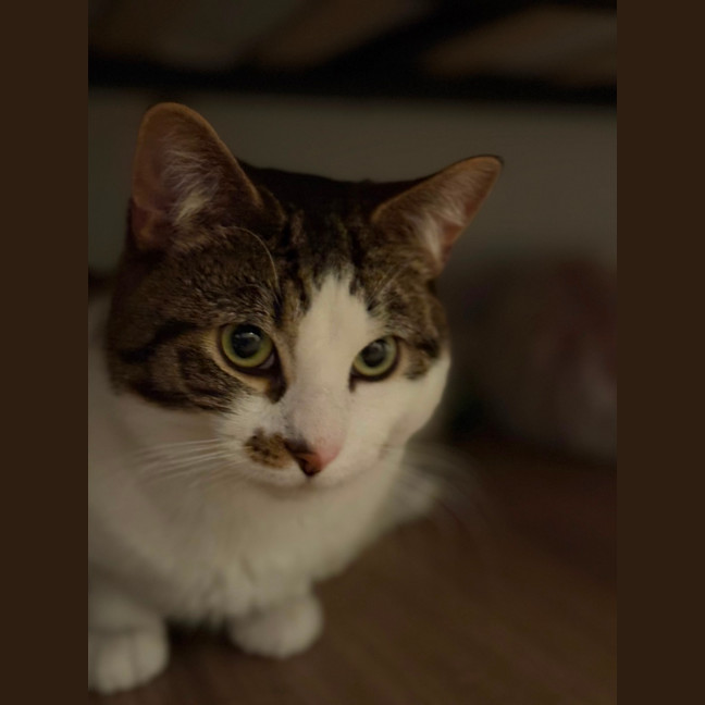 Photo of Tommo