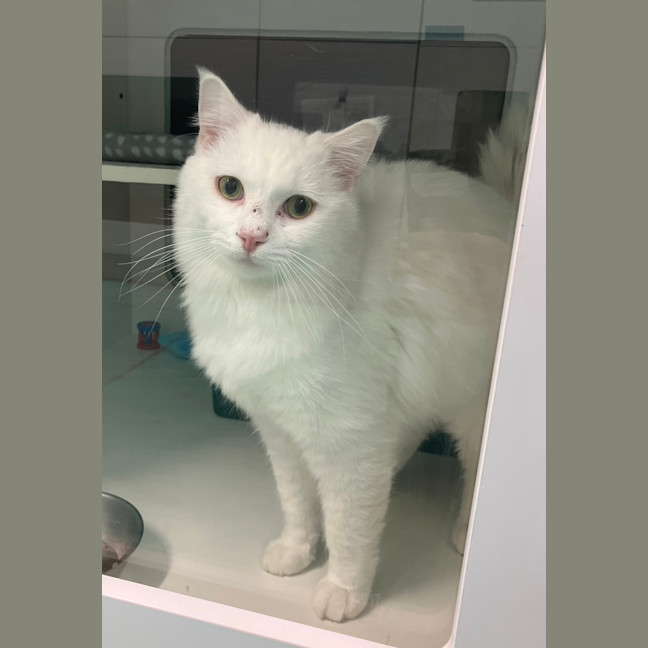 Photo of Snowy