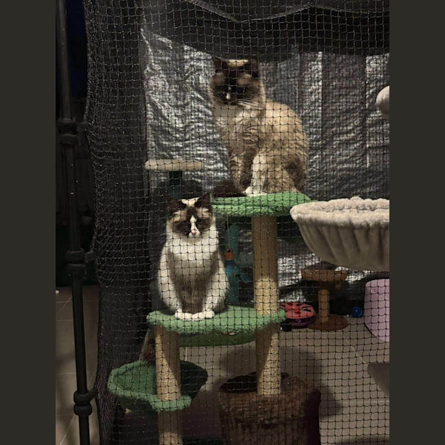 Photo of Coco & Marshmellow