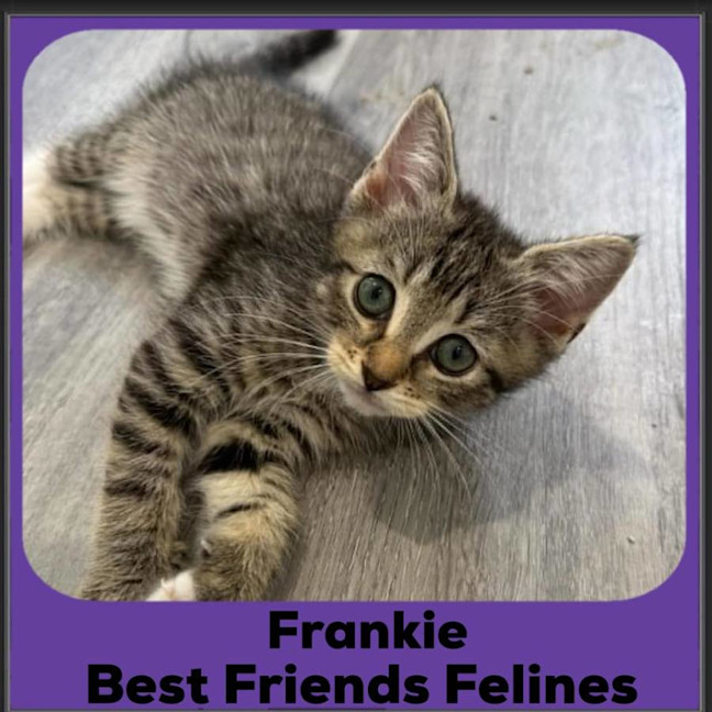 Photo of Frankie 