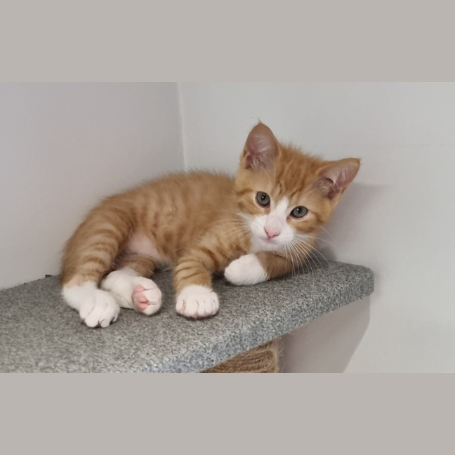 Photo of Donut