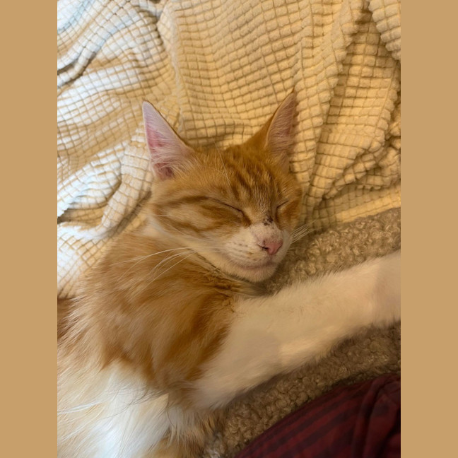 Photo of Mochi