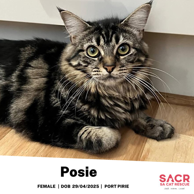 Photo of Posie