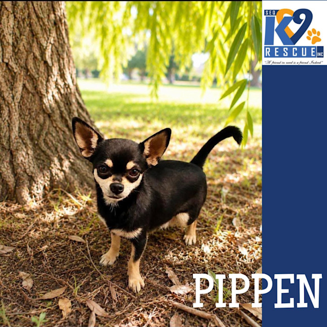 Photo of Pippen