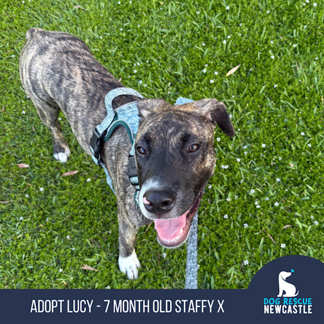 Photo of Lucy   10 Month Old Staffy X