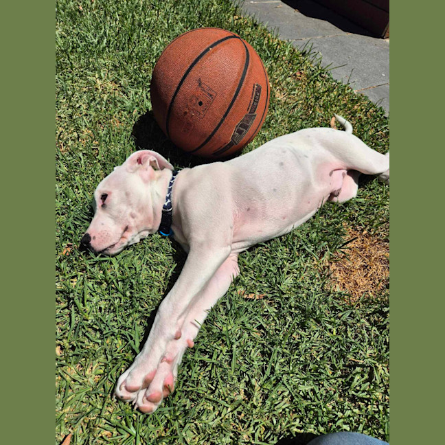 Photo of Winston