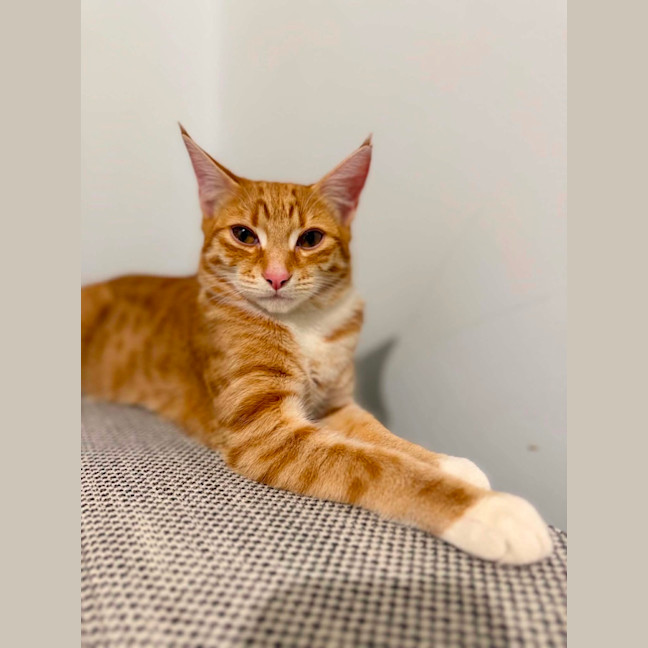 Photo of Jaffa