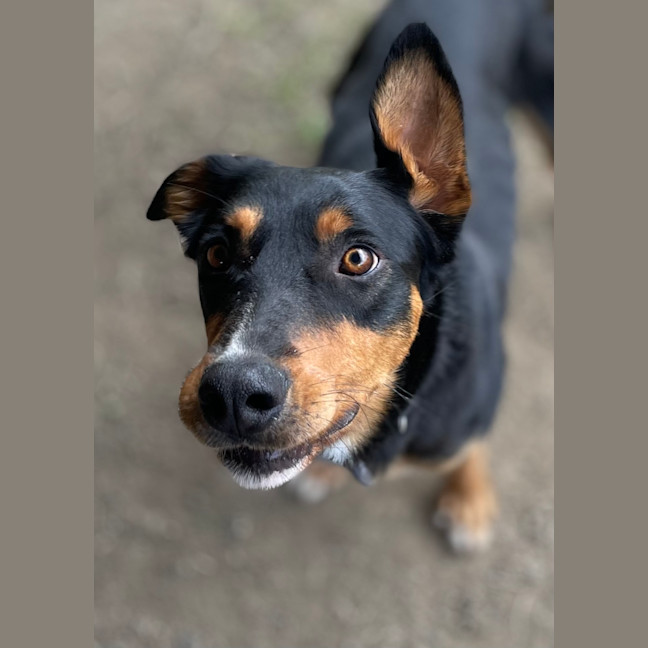 Photo of Reggie 