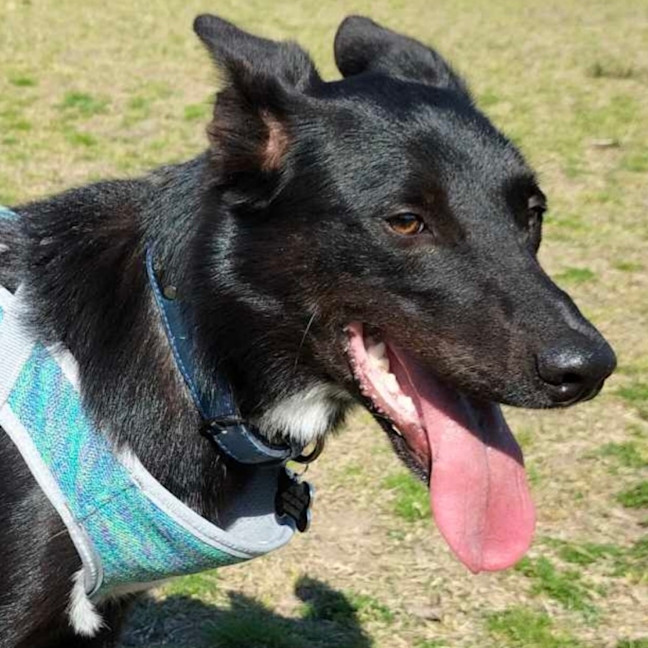 Photo of Bhoot   Assisted Rehome