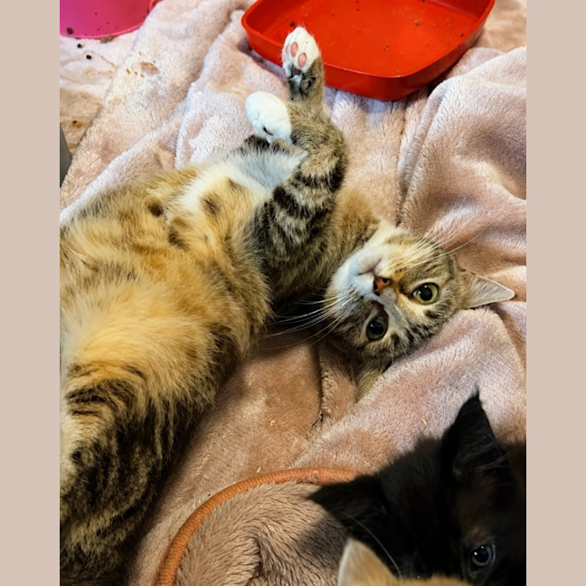 Photo of Chai 