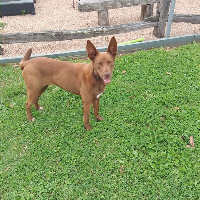 Photo of Dobby