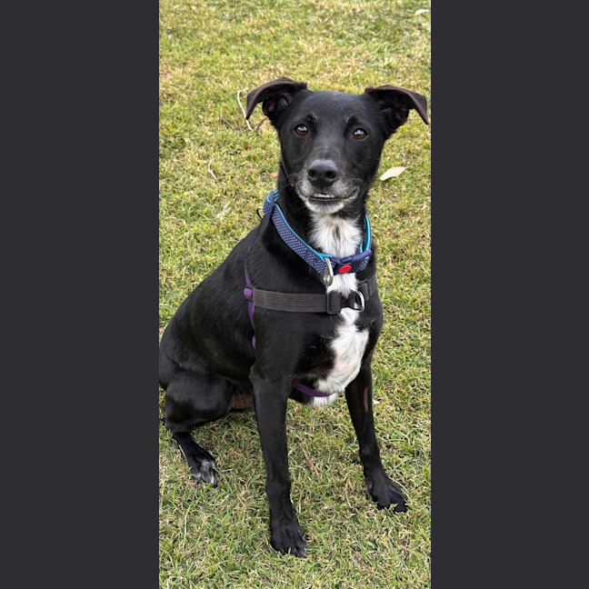 Photo of Winston 