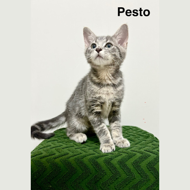 Photo of Pesto
