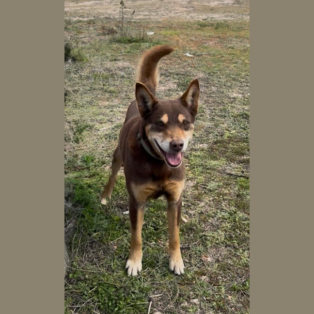 Photo of Rusty