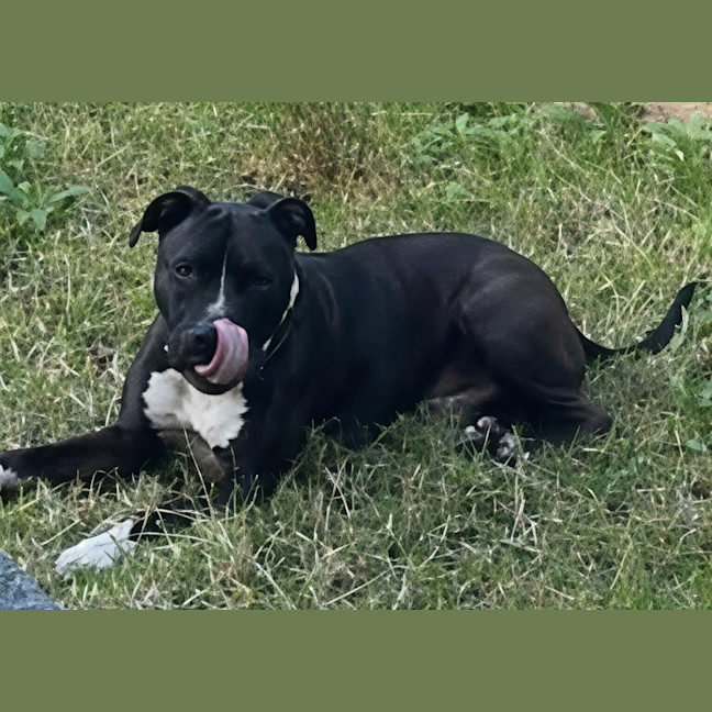 Photo of Charlie   6 Year Old Staffy X Great Dane 