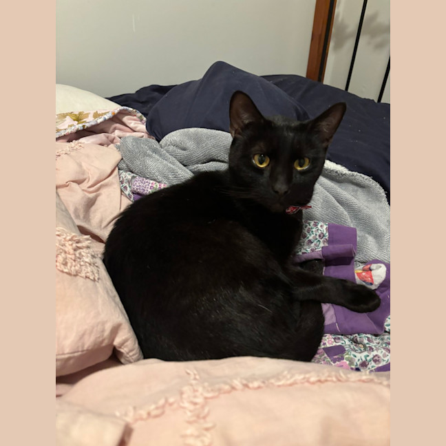 Photo of Smyth & Simmo   2 Year Old Domestic Shorthair