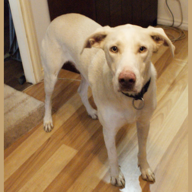 Photo of Smokey