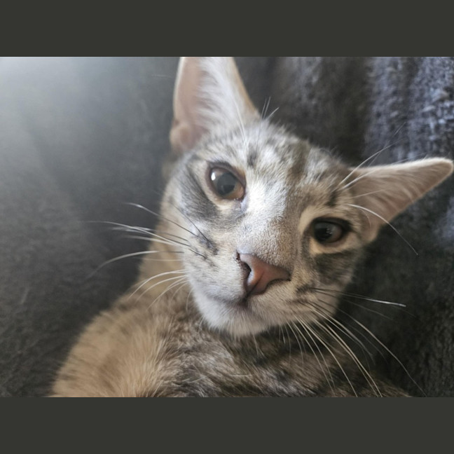 Photo of Clooney ** 2nd Chance Cat Rescue**