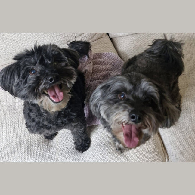 Photo of Corriander & Cilantro