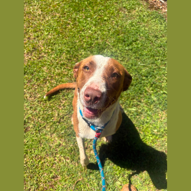 Photo of Nova