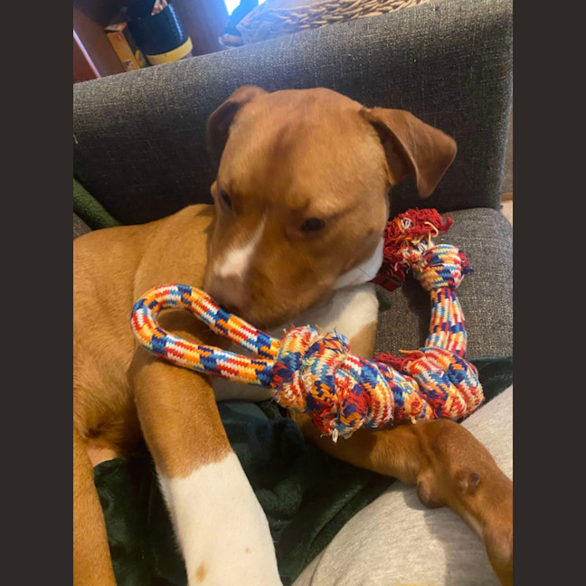 Photo of Sarge