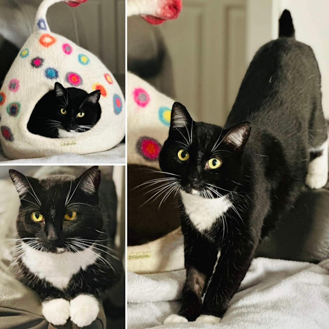 Photo of 10989   Aniseed