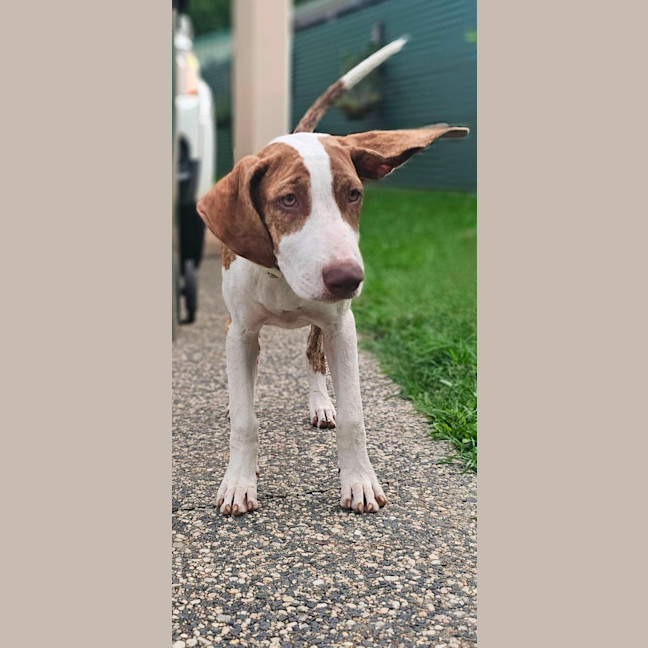 Photo of Poncho