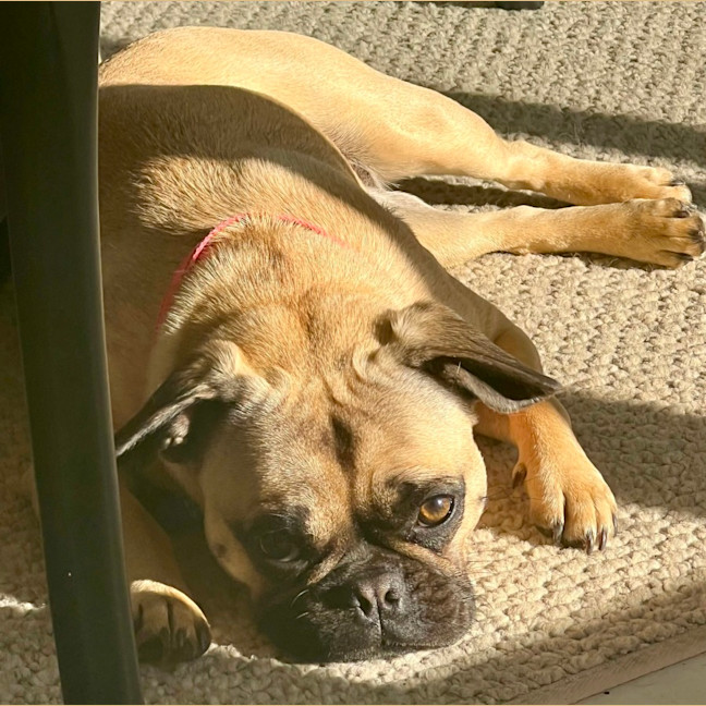 Photo of Rumi   10 Month Old French Bulldog X Pug