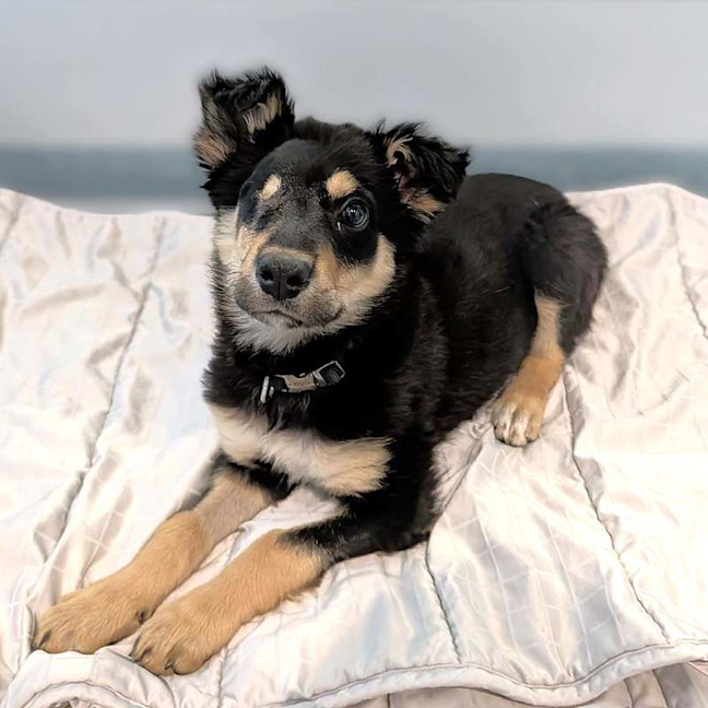 Photo of Pixie