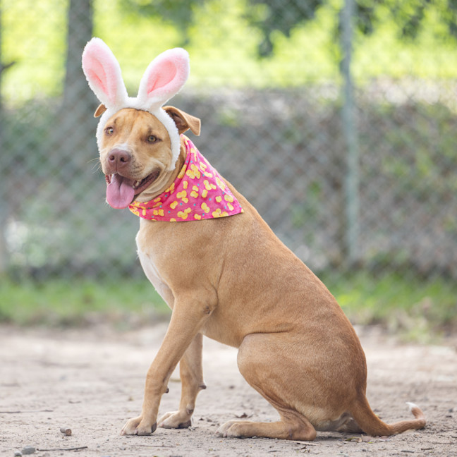 Photo of Honey