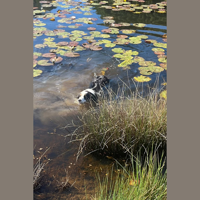 Photo of Gracie 