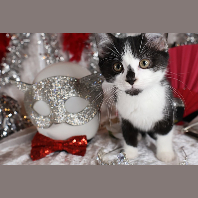 Photo of Foxtrot