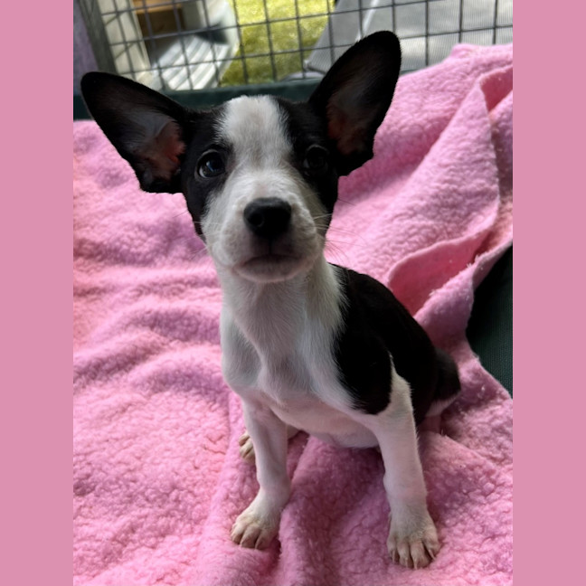 Photo of D1141 Minnie