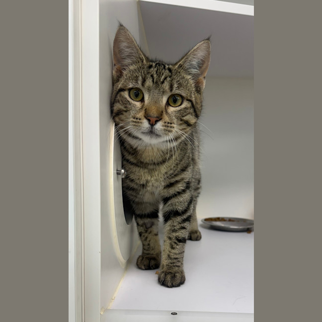 Photo of Bon