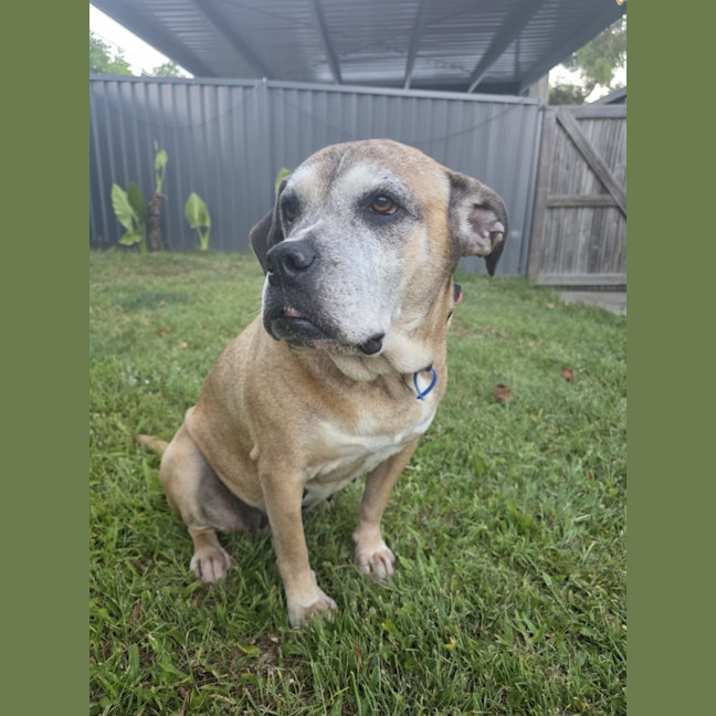 Photo of Chloe *$150 Adoption Fee*