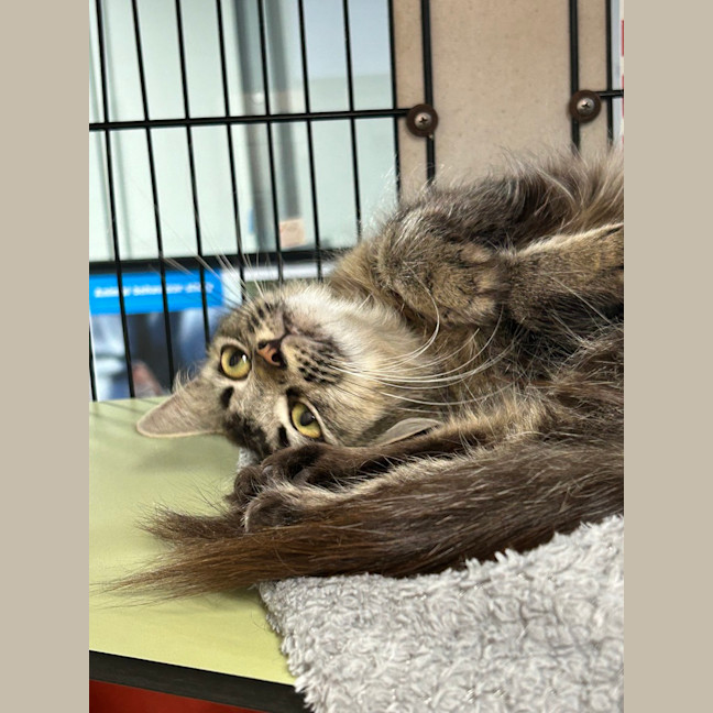 Photo of Honey