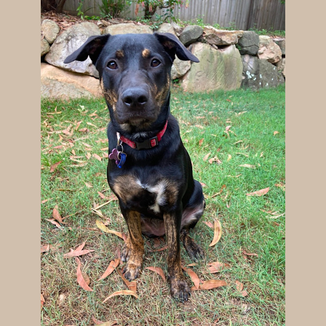 Photo of Scarlet *$350 Adoption Fee*