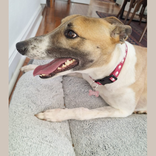 Photo of Billy, The Greyhound