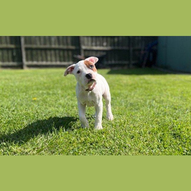 Photo of Skye